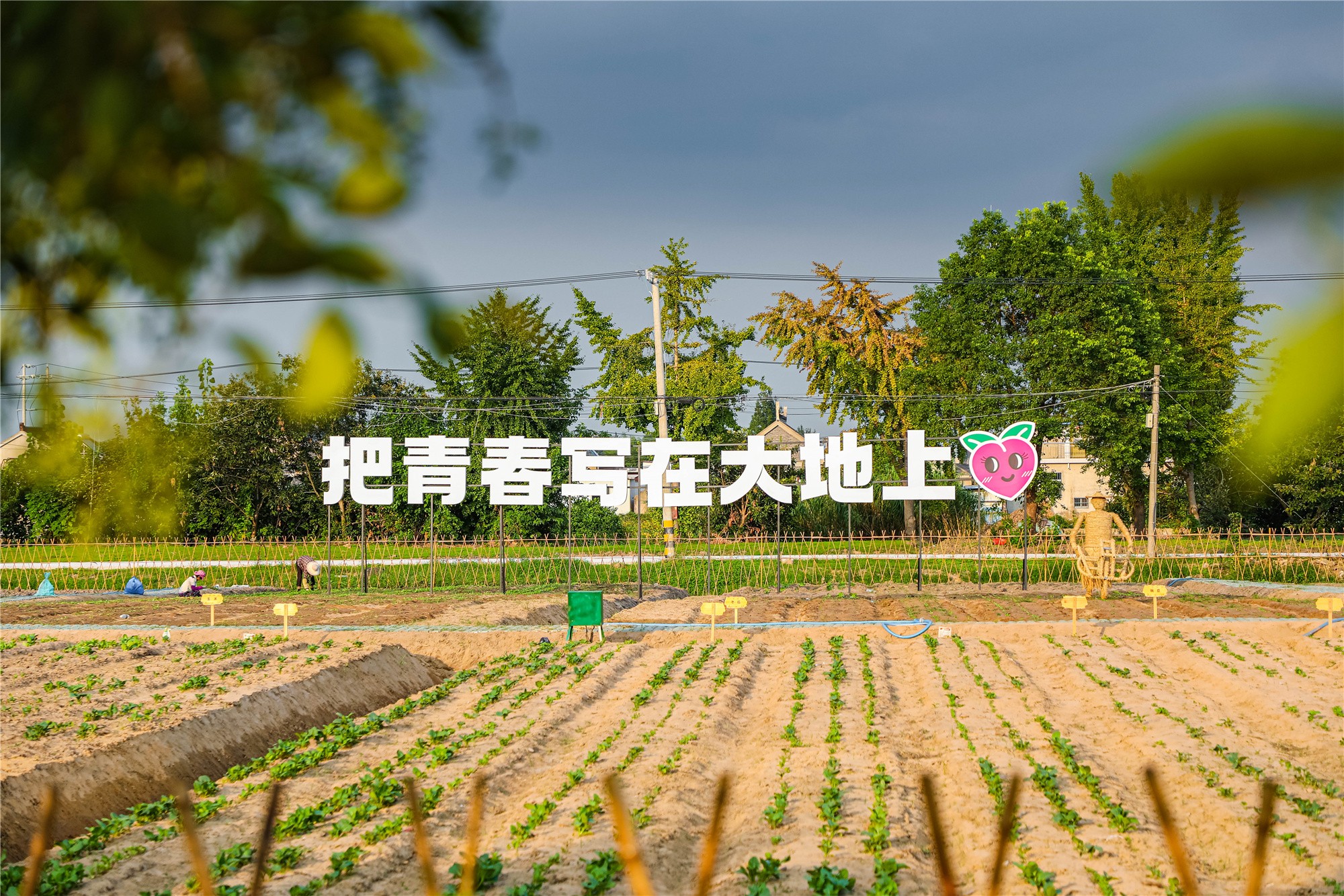 大纵湖,盐城文旅,大纵湖文旅,文旅集团,景点,旅游景区