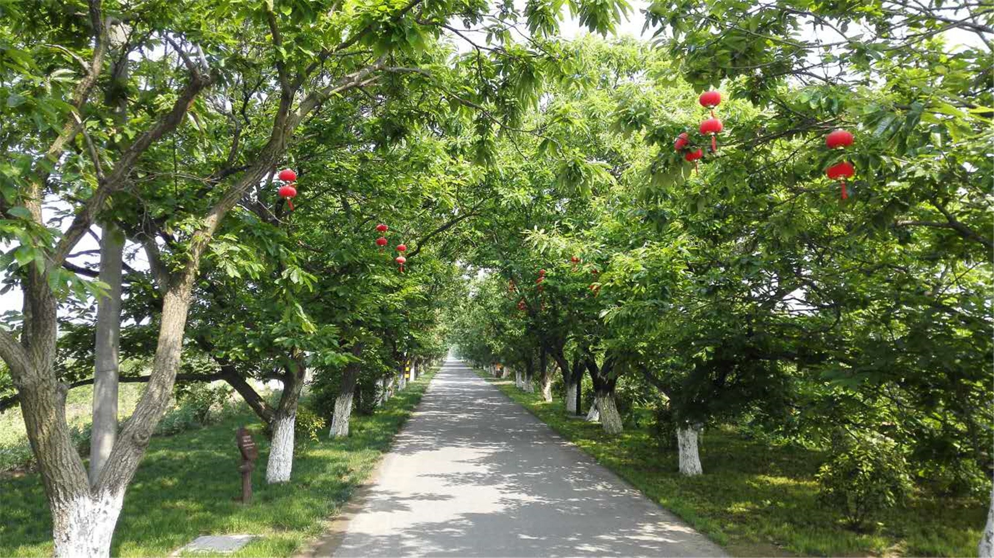 大纵湖,盐城文旅,大纵湖文旅,文旅集团,景点,旅游景区