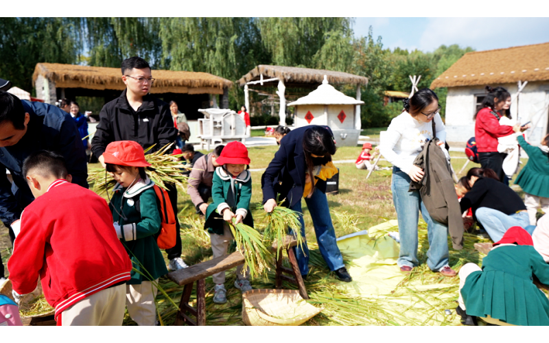 最好的课堂，在稻田里——草房子亲子收割日